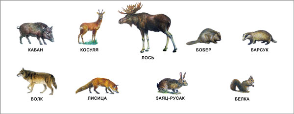 Дикие животные - дикий кабан, косуля, лось, речной бобр, барсук, волк, лисица, заяц-русак, белка
